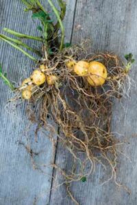 Fabled Heirloom Potatoes from the High Andes Image